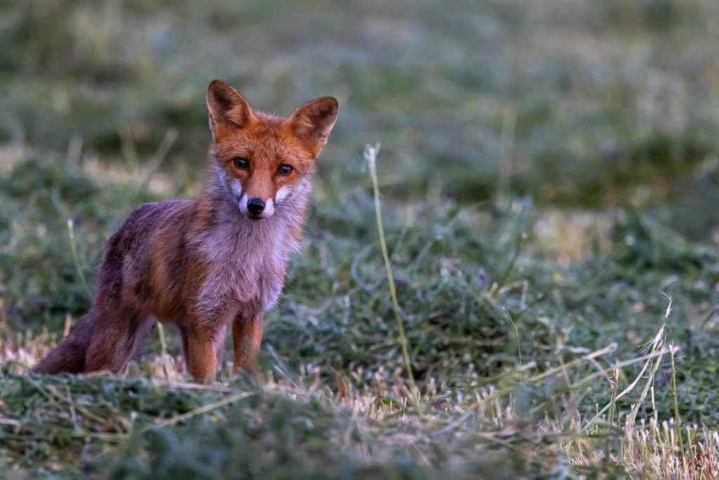 Renard roux (Vulpes vulpes)-662.jpg