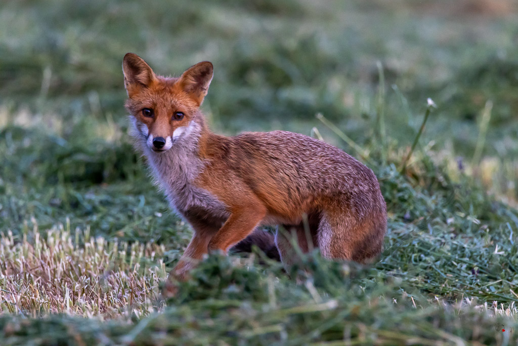Renard roux (Vulpes vulpes)-668.jpg