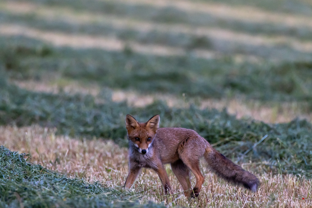 Renard roux (Vulpes vulpes)-674.jpg