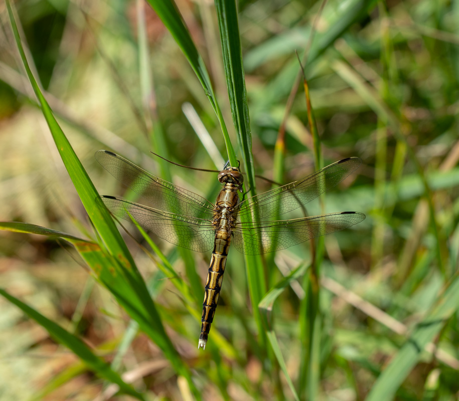 Libellule Orthetrum albistylum, Orthétrum à stylets blancs femelle.jpg