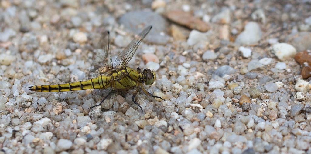 Libellule L’Orthétrum cancellatum ou orthetrum réticulé.jpg