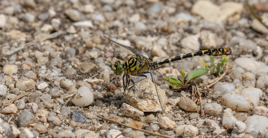 Libellule, Le gomphe à pince. (Onychogomphus forcipatus).jpg