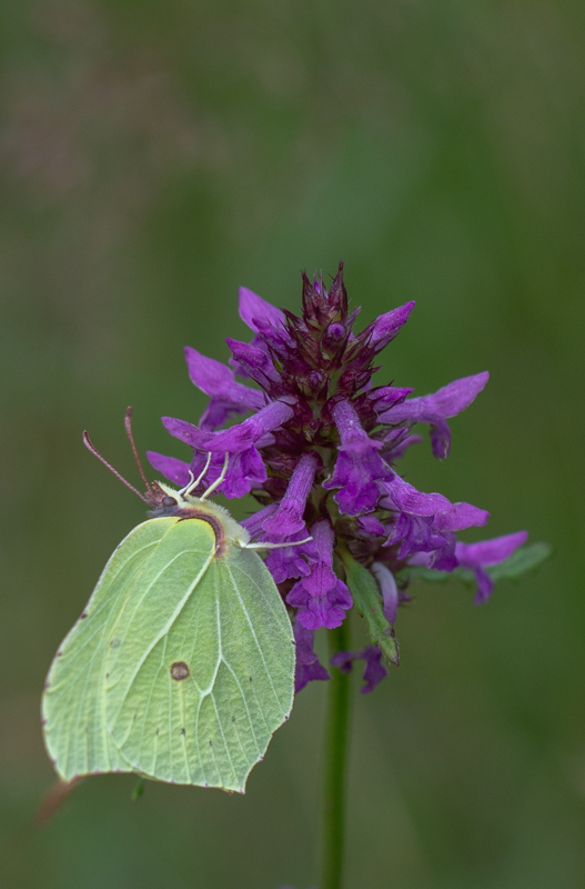 Papillon - Citron.jpg