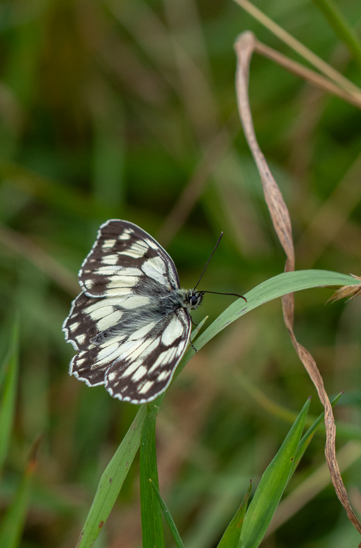 Papillon - Demi-deuil -0-.jpg