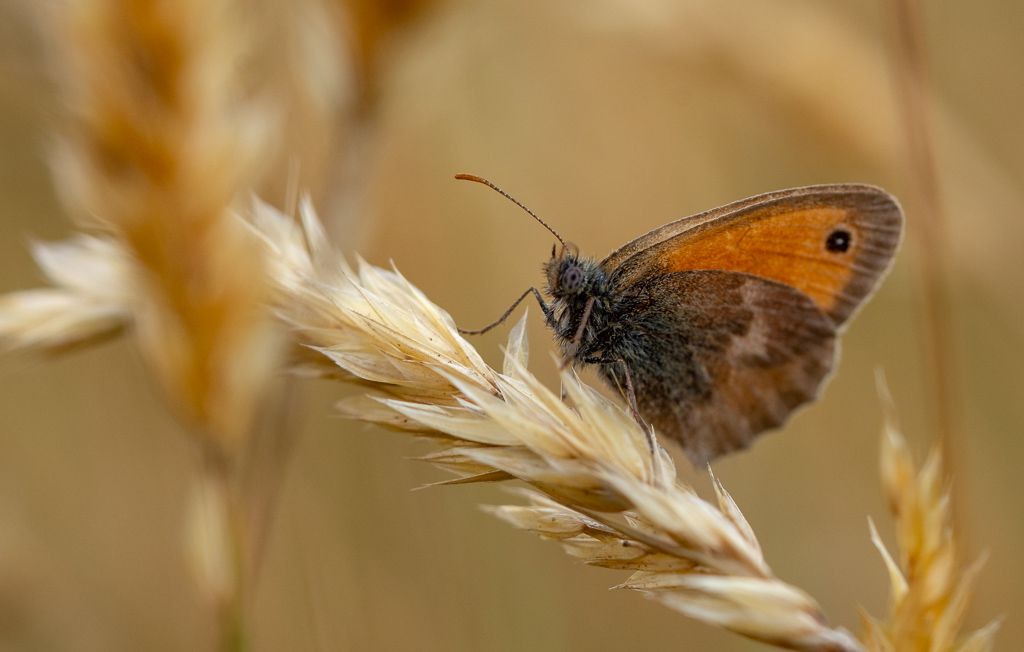 Papillon - Fadet commun.jpg