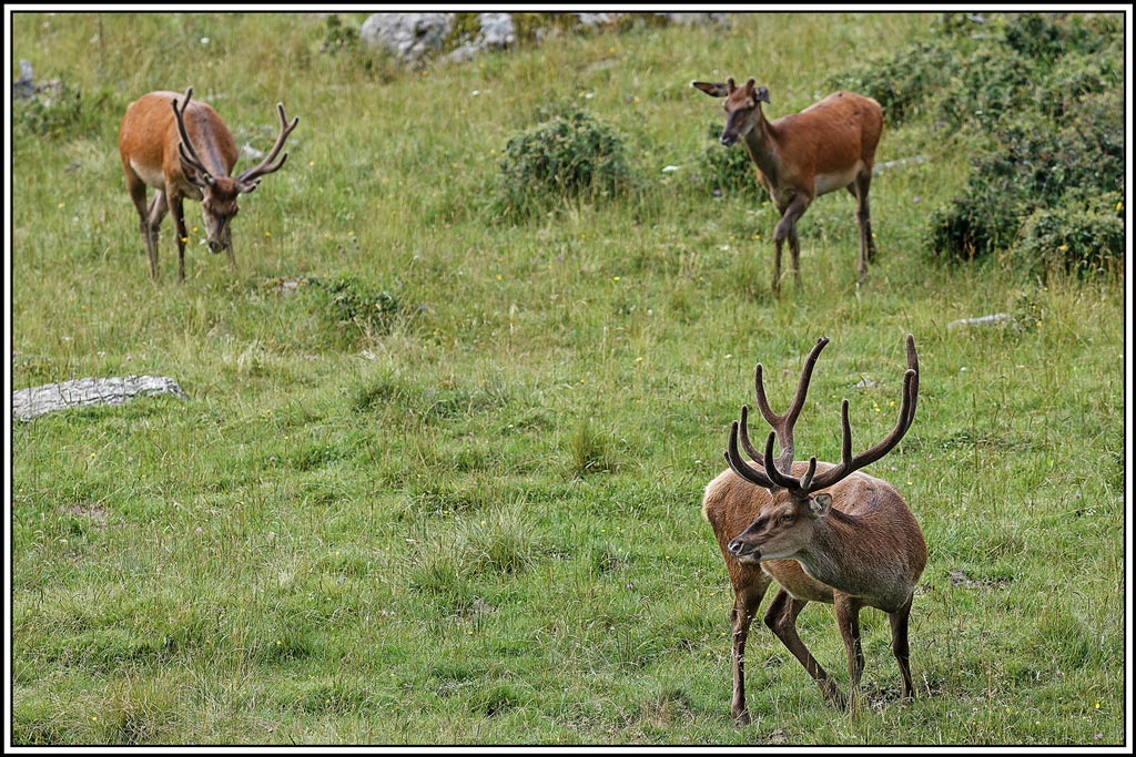 cerf(7758).jpg