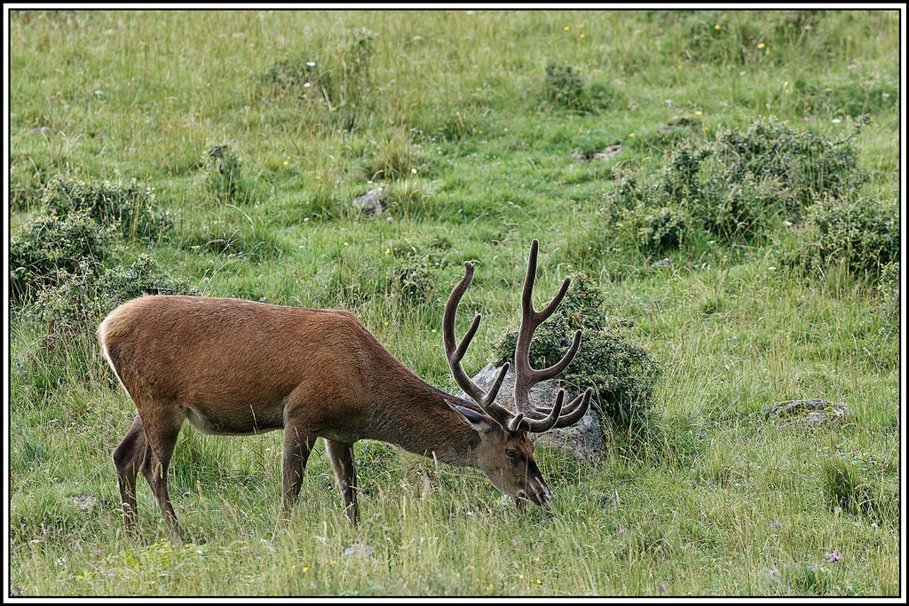 cerf(7795).jpg