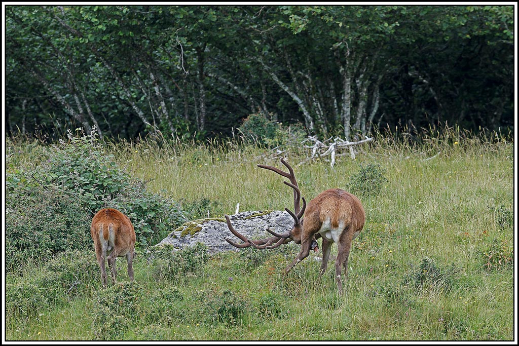 cerf(7815).jpg