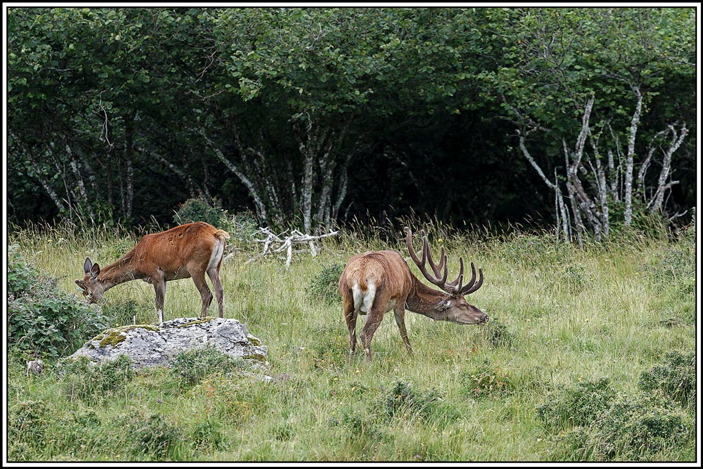 cerf(7819).jpg