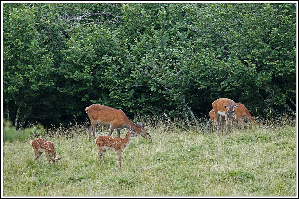 cerf(7860).jpg