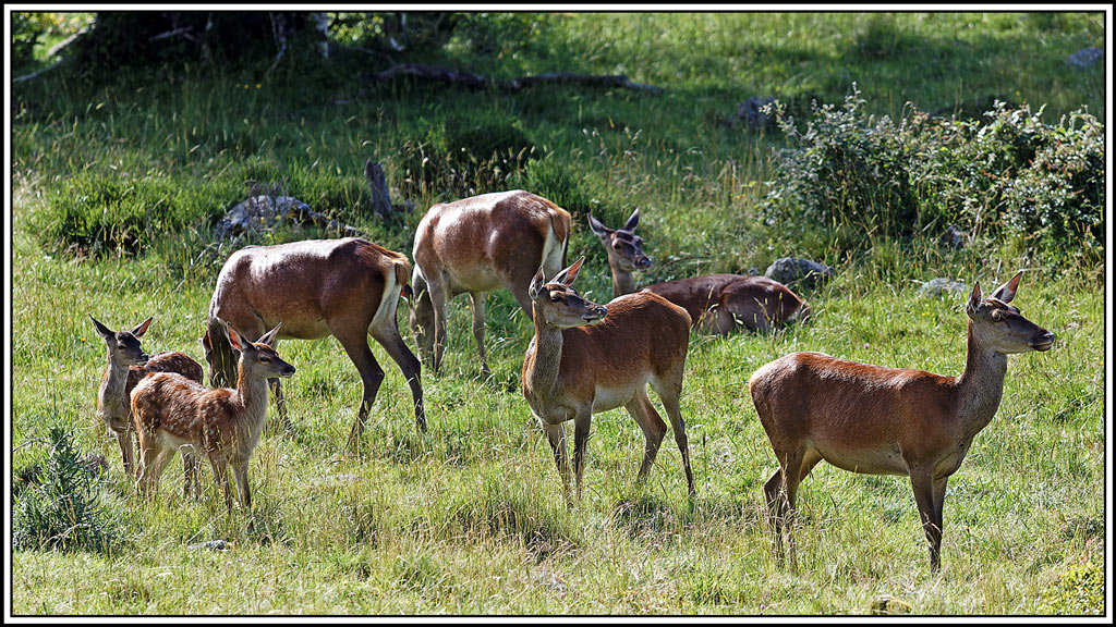cerf(7896).jpg