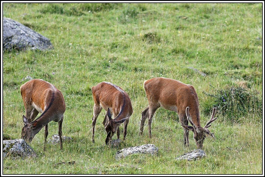 cerf(7924).jpg
