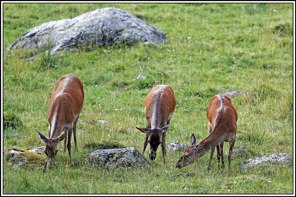 cerf(7929).jpg