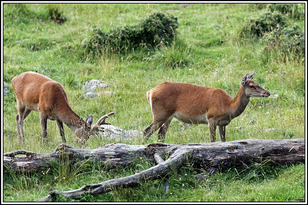 cerf(7943).jpg