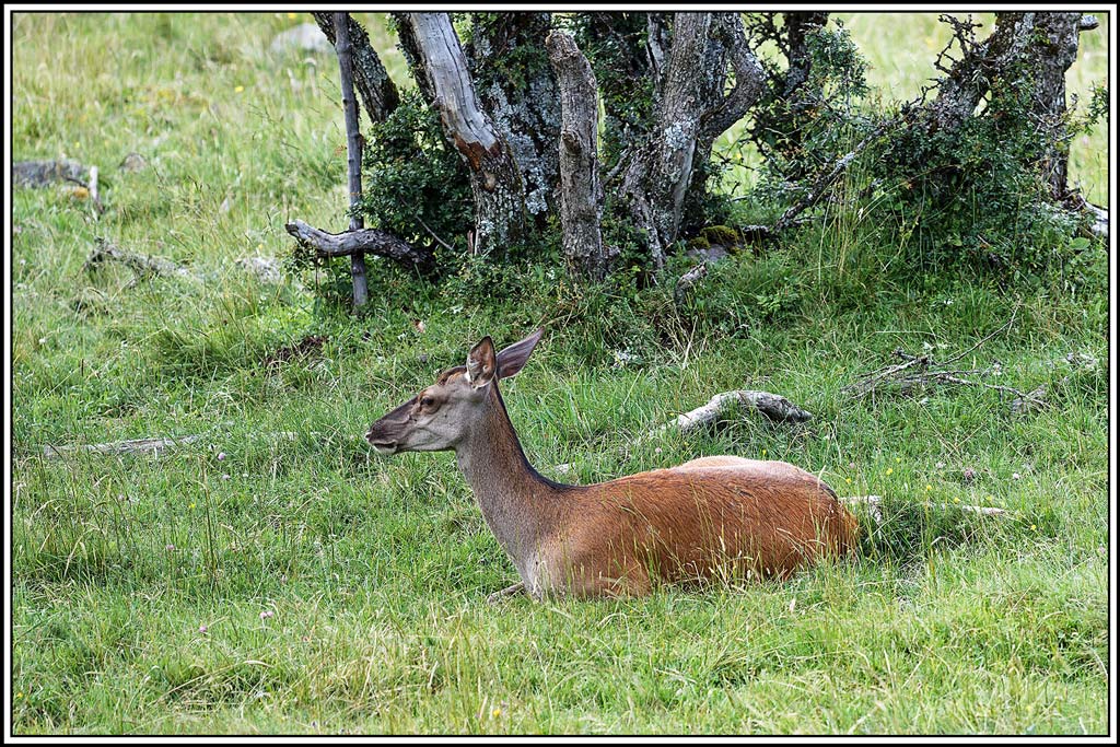 cerf(7944).jpg