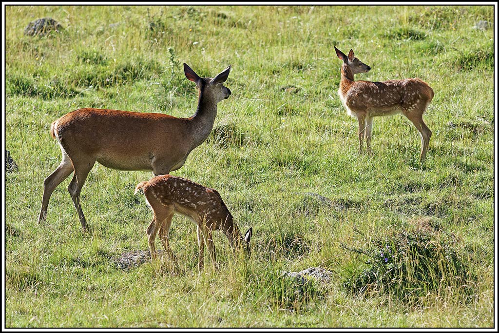 cerf(7982).jpg