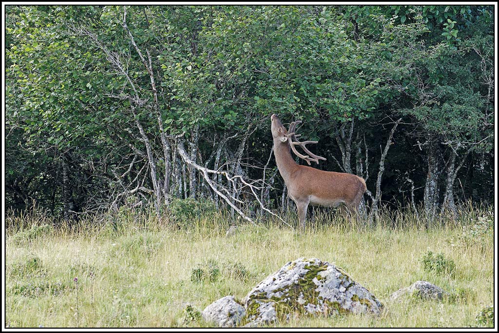 cerf(8022).jpg