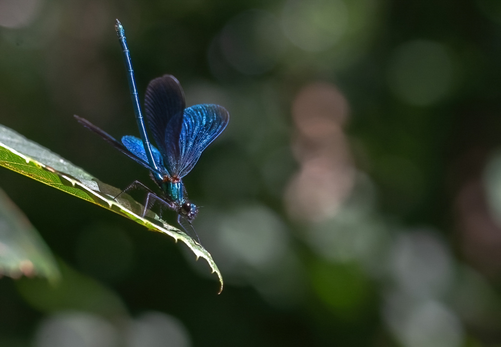 Libellule. caloptéryx vierge (Calopteryx virgo).jpg
