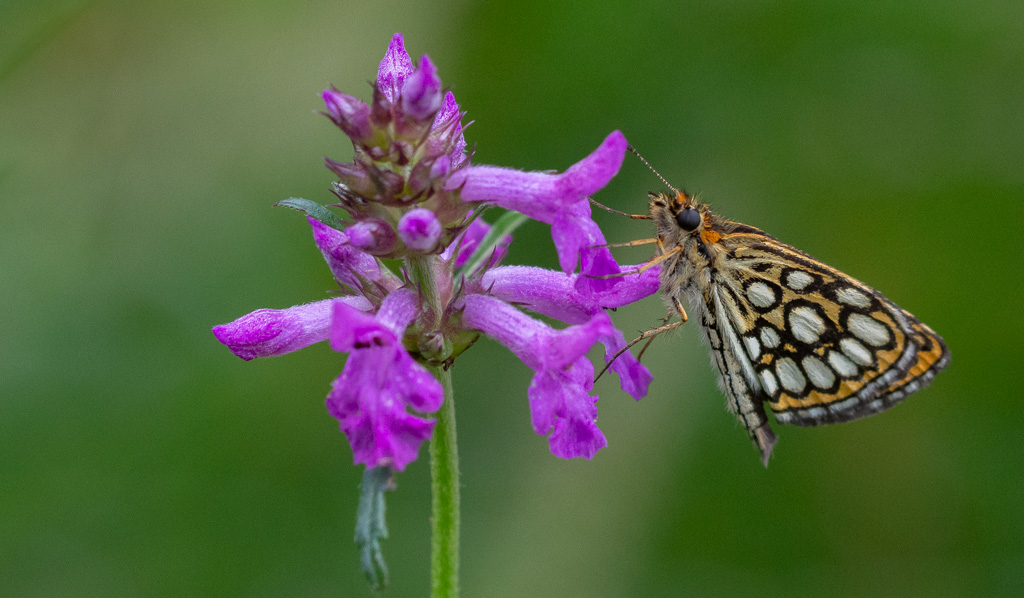 Papillon. Le Miroir. Heteropterus morpheus.jpg