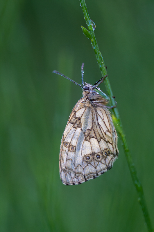 Papillon Demi-deuil -0-.jpg