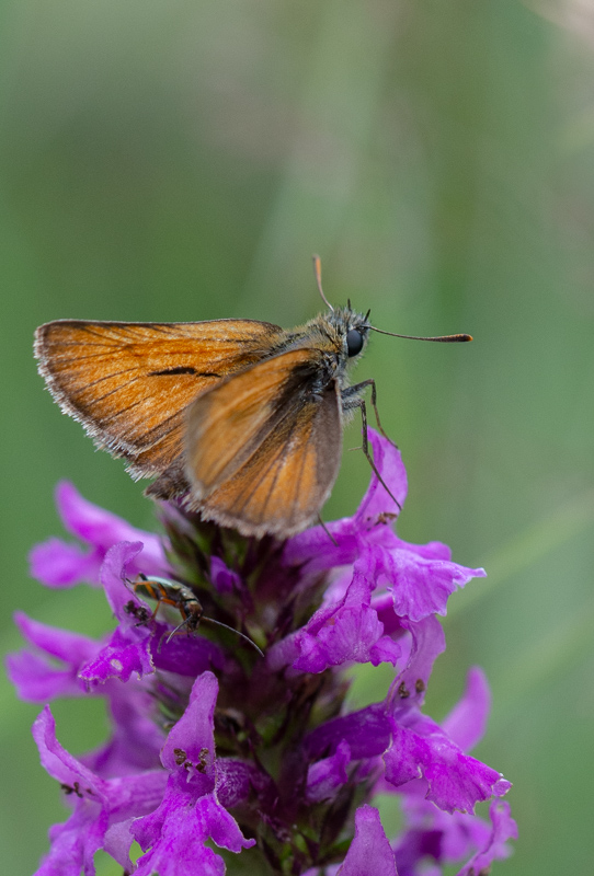 Papillon La Sylvaine Ochlodes sylvanus(2).jpg