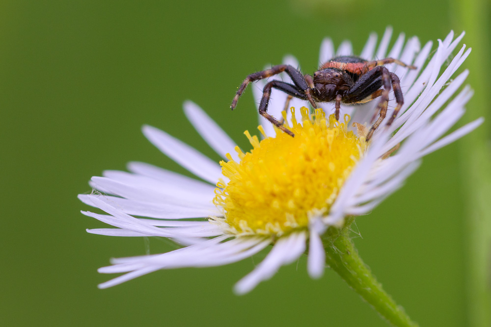 Synema globosum.jpg