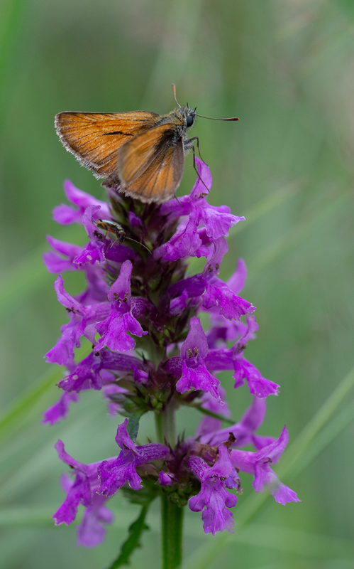 Papillon L'Hespérie de la houque (1).jpg