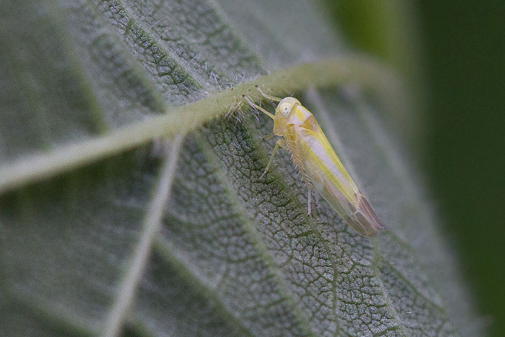 Alebra coryli 1.jpg