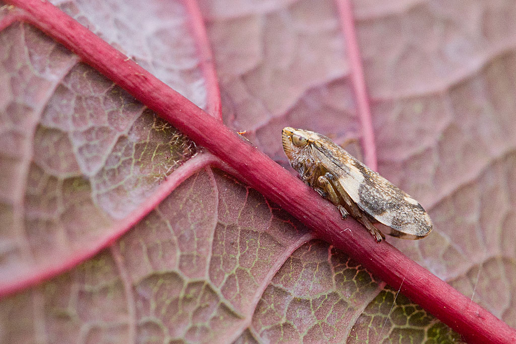 Philaenus spumarius f. typica 6.jpg