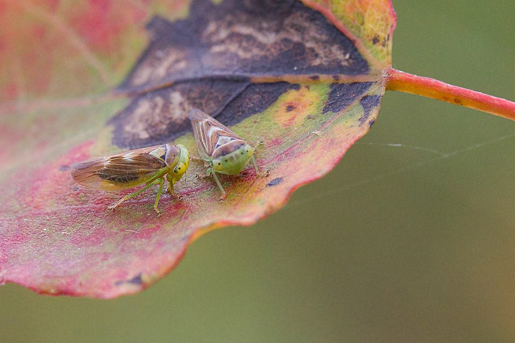 Populicerus populi 4.jpg