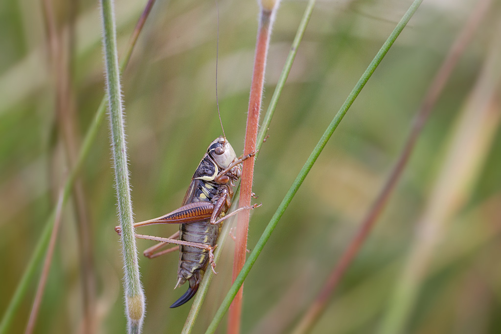 Metrioptera roeseli.jpg