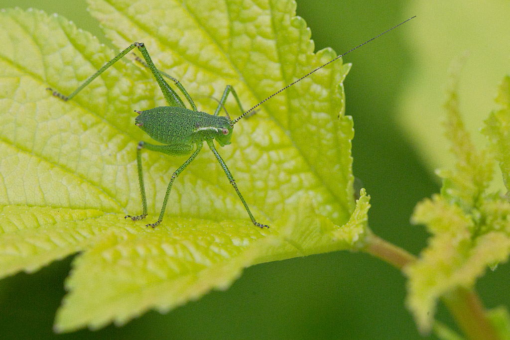 Leptophyes punctatissima mâle 5.jpg