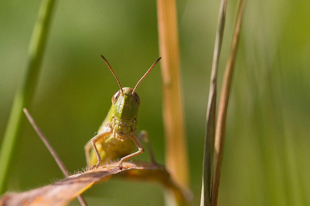 Chorthippus parallelus - le criquet des patures.jpg