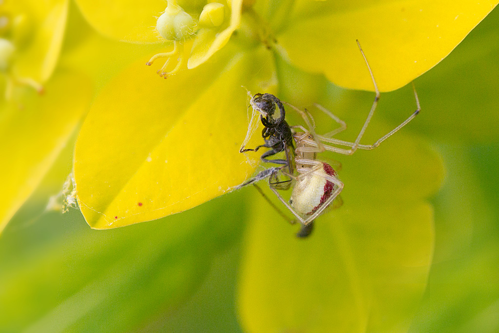 Enoplognatha ovata 3.jpg
