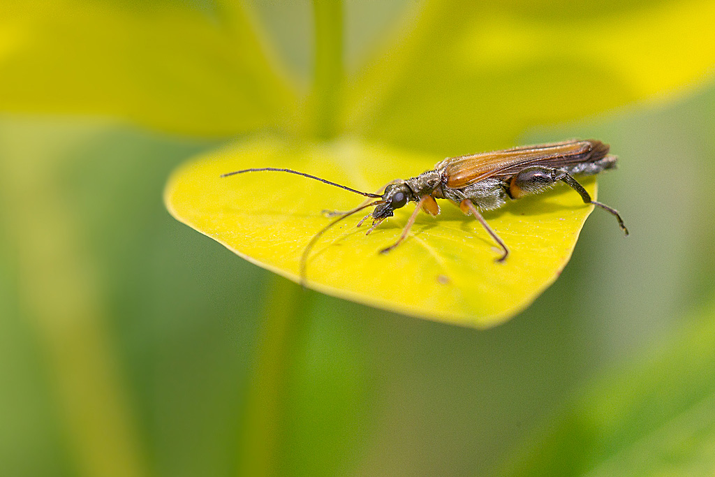Oedemera podagrariae mâle.jpg