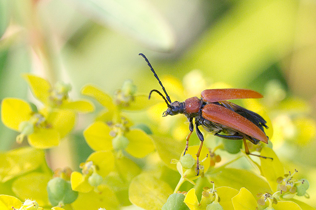 Corymbia rubra = Stictoleptura rubra  - le lepture cardinal femelle 2.jpg