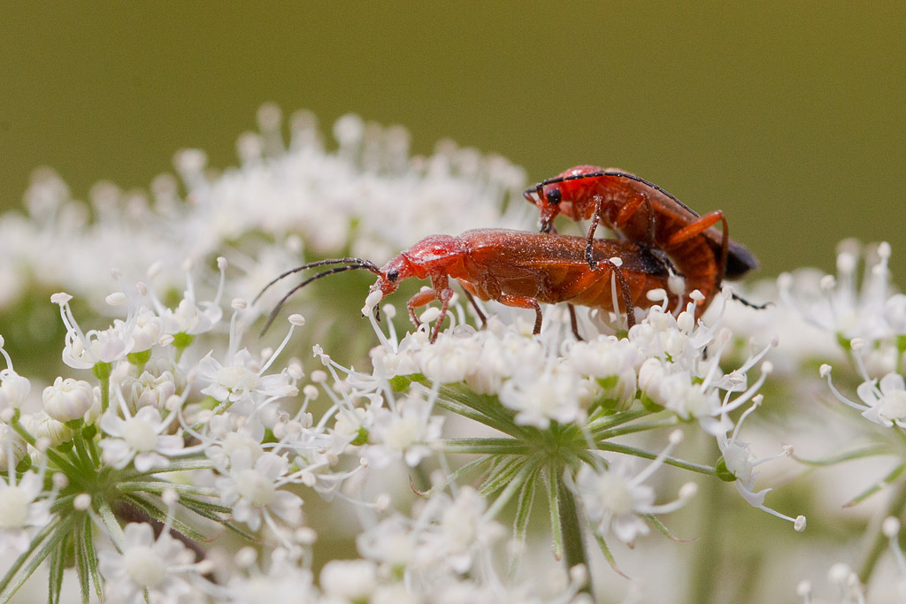 Rhagonycha fulva 5.jpg