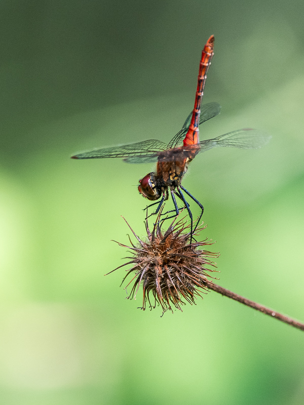 Crocothemis 10.jpg