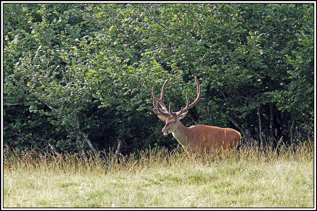 cerf(8024).jpg