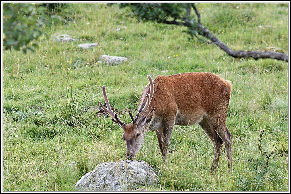 cerf(8096).jpg