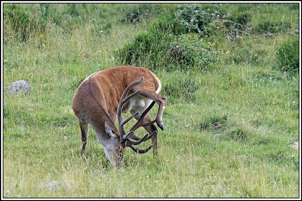 cerf(8119).jpg