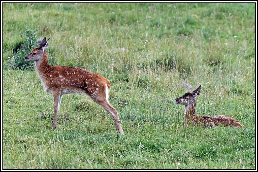 cerf(8158).jpg