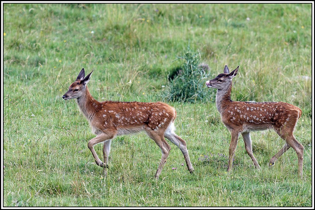 cerf(8161).jpg