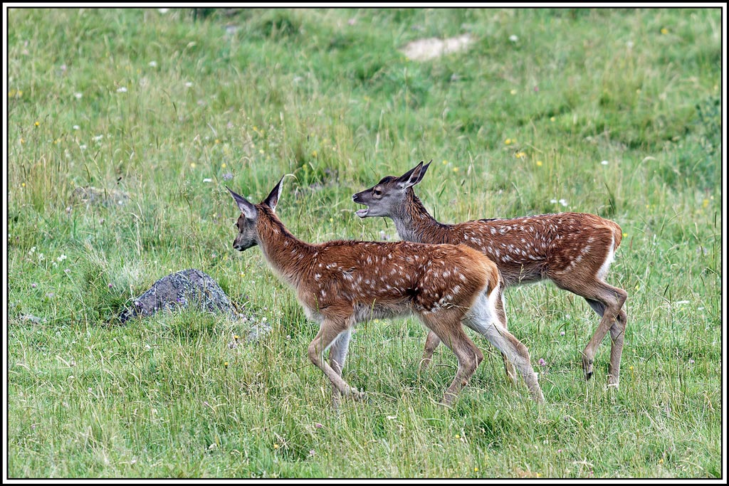 cerf(8169).jpg