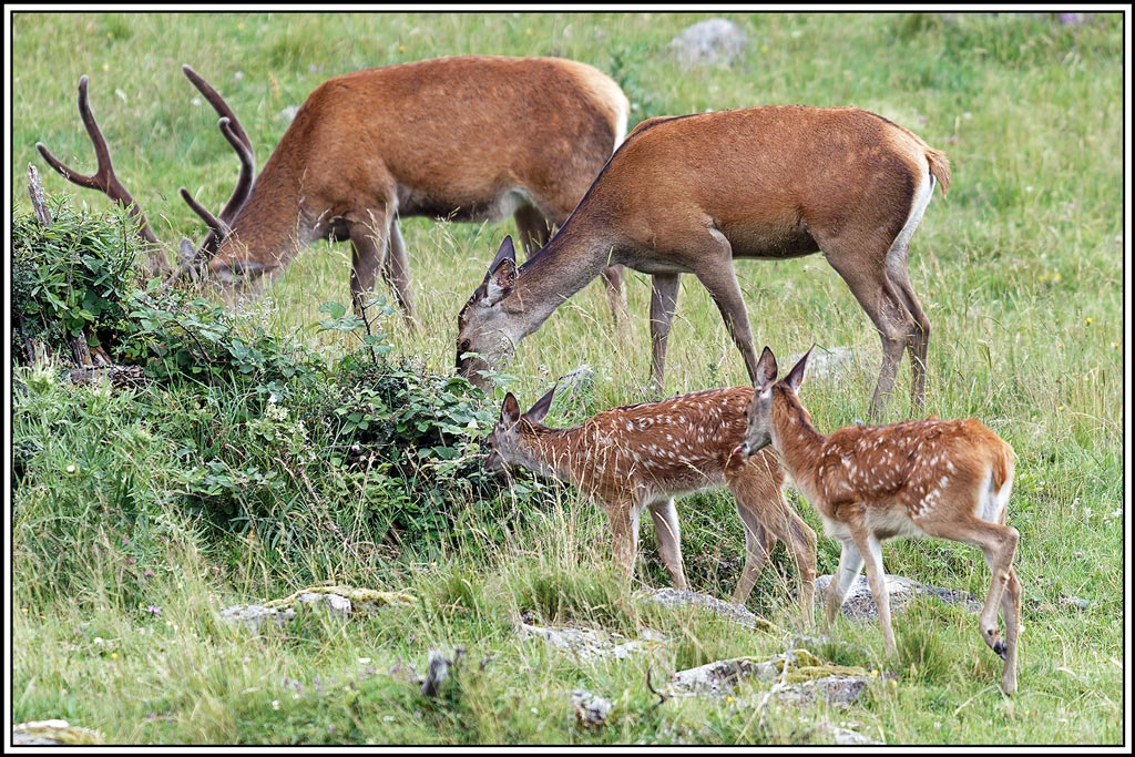 cerf(8172).jpg