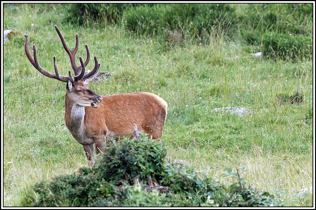 cerf(8181).jpg