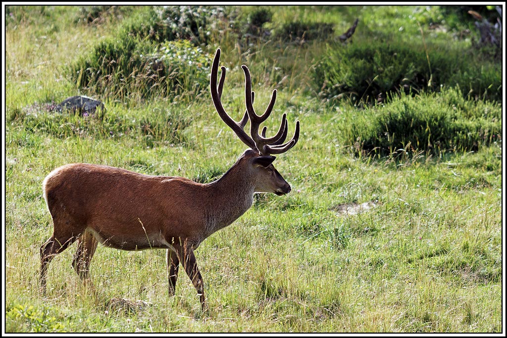cerf(8204).jpg