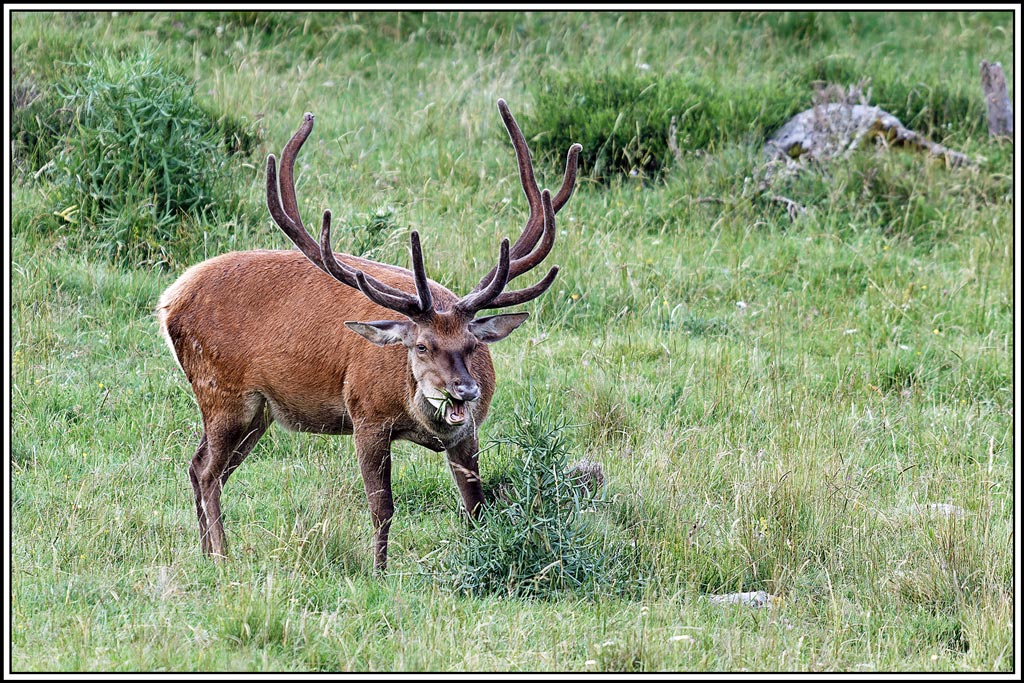 cerf(8221).jpg