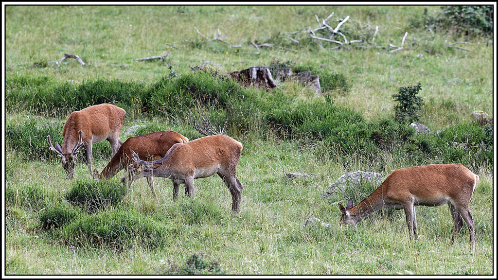 cerf(8309).jpg