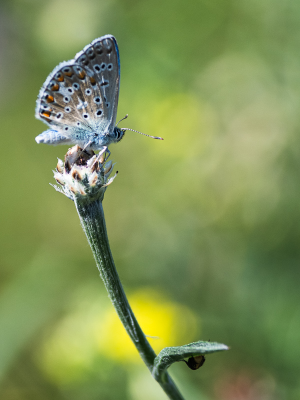 Petit argus 2024-5.jpg